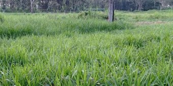 Tambah Pendapatan, Greenfields Ajak Warga Blitar Jalin Kemitraan Pakan Ternak Rumput Odot