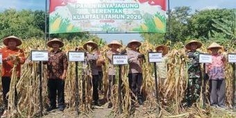 Dukung Ketahanan Pangan, Polres Ngawi Gelar Panen Raya Jagung di Geneng
