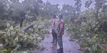 Diterjang Puting Beliung, 10 Rumah Warga di Tuban Rusak dan Puluhan Pohon Tumbang