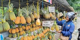 Nanas Madu Jadi Primadona Pengunjung Gunung Kelud