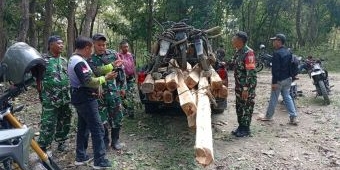 Aparat Gabungan Amankan Belasan Kayu Hasil Pembalakan Liar di Hutan Jatirogo Tuban