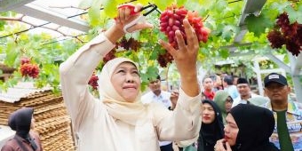 Khofifah Minta Masyarakat Contoh Keuletan Petani Anggur di Probolinggo