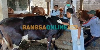 1.240 Sapi Terjangkit PMK di Jombang