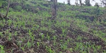 Alih Fungsi Hutan Sosial Jadi Lahan Pertanian, Salah Satu Penyebab Banjir di Situbondo