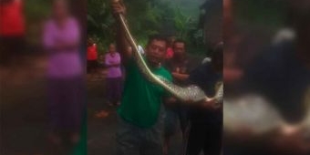 Warga Kalipang Kediri Tangkap Ular Sanca Sepanjang 3 Meter