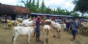 Masuk Musim Panen, Harga Hewan Ternak di Kerek Tuban Anjlok