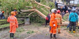 Hujan dan Angin Kencang Kembali Terjang Kota Batu, Sejumlah Pohon Dilaporkan Tumbang