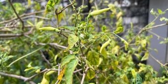 Merosot Drastis, Harga Cabai Rawit Hijau di Jateng Rp20 Ribu per Kilo