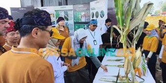 Syngenta Luncurkan NK Perkasa Sakti, Benih Jagung Tahan Iklim Ekstrem untuk Dukung Ketahanan Pangan