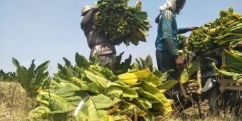 Harga Panen Anjlok, Petani Tembakau di Tuban Merugi