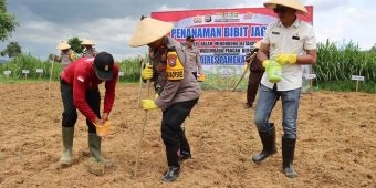 Dukung Ketahanan Pangan di Indonesia, Polres Pamekasan Tanam Bibit Jagung