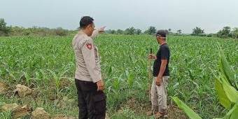 Polsek Tarik Sidoarjo Optimalisasi Lahan Jagung untuk Ketahanan Pangan