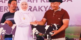 1.080 Sapi Perah dari Australia Didatangkan di Jatim, Gubernur Khofifah: Tingkatkan Produksi Susu