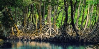 Tanaman Mangrove sebagai Mitigasi Pemanasan Global