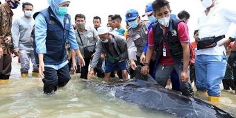 Khofifah Ingatkan Pentingnya Perlindungan dan Pelestarian Mamalia Laut di Hari Konvensi Ikan Paus