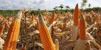 Hingga Januari, Bulog Bojonegoro Serap Jagung Pipil Kering 116 Ton
