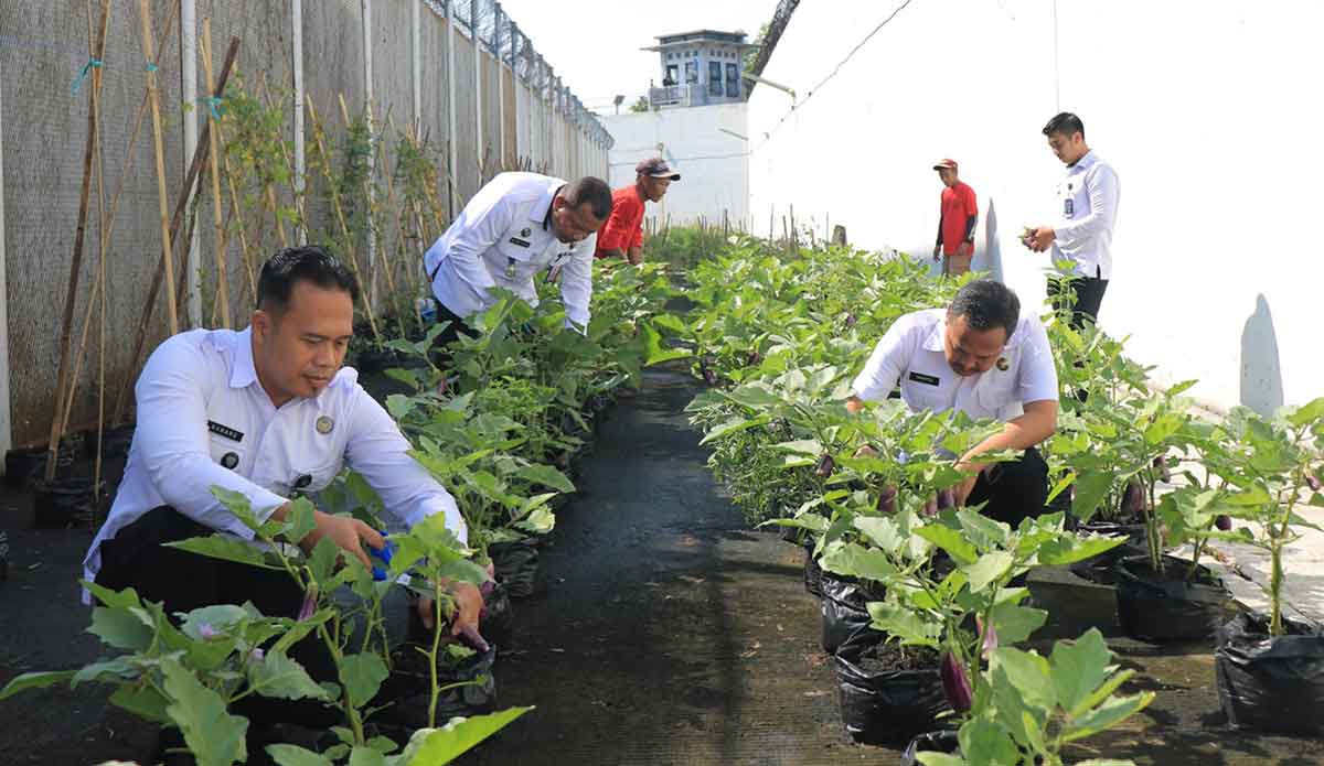 Kalapas Pemuda Madiun bersama jajarannya saat memanen terong.