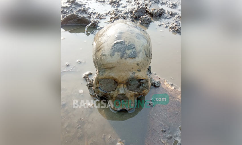Tengkorak yang ditemukan pekerja tambak di Desa Tambakrejo, Kecamatan Waru, Sidoarjo.