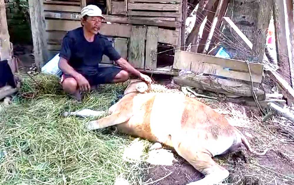 Ilustrasi sapi yang terinfeksi PMK.
