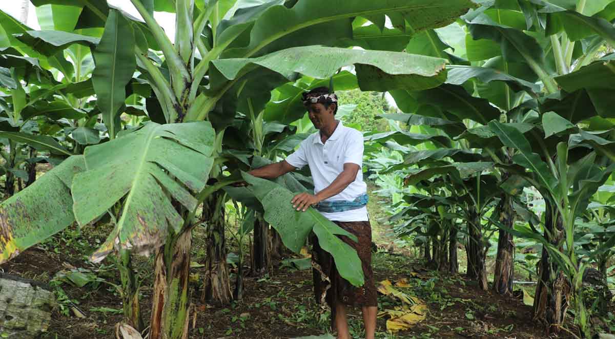 Salah satu warga Desa Adat Asahduren, Kecamatan Pekutatan, Jembrana, Bali.