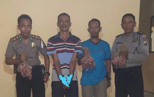 Pencuri bawang merah yang ditangkap Polsek Bandar Kedungmulyo.