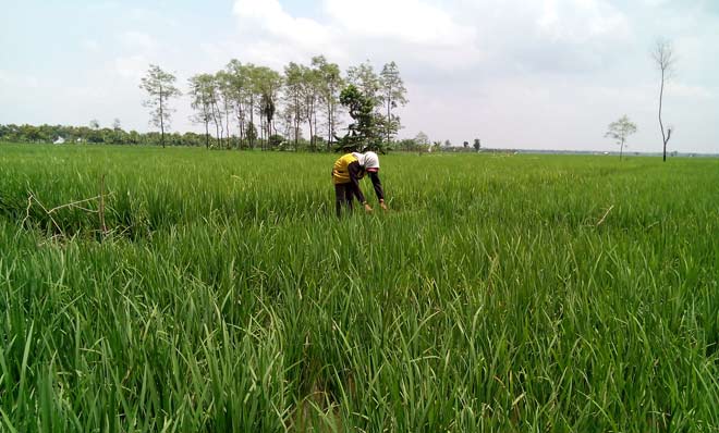 Petani sedang memotong padi yang terserang hama wereng. foto: EKY NURHADI/ BANGSAONLINE
