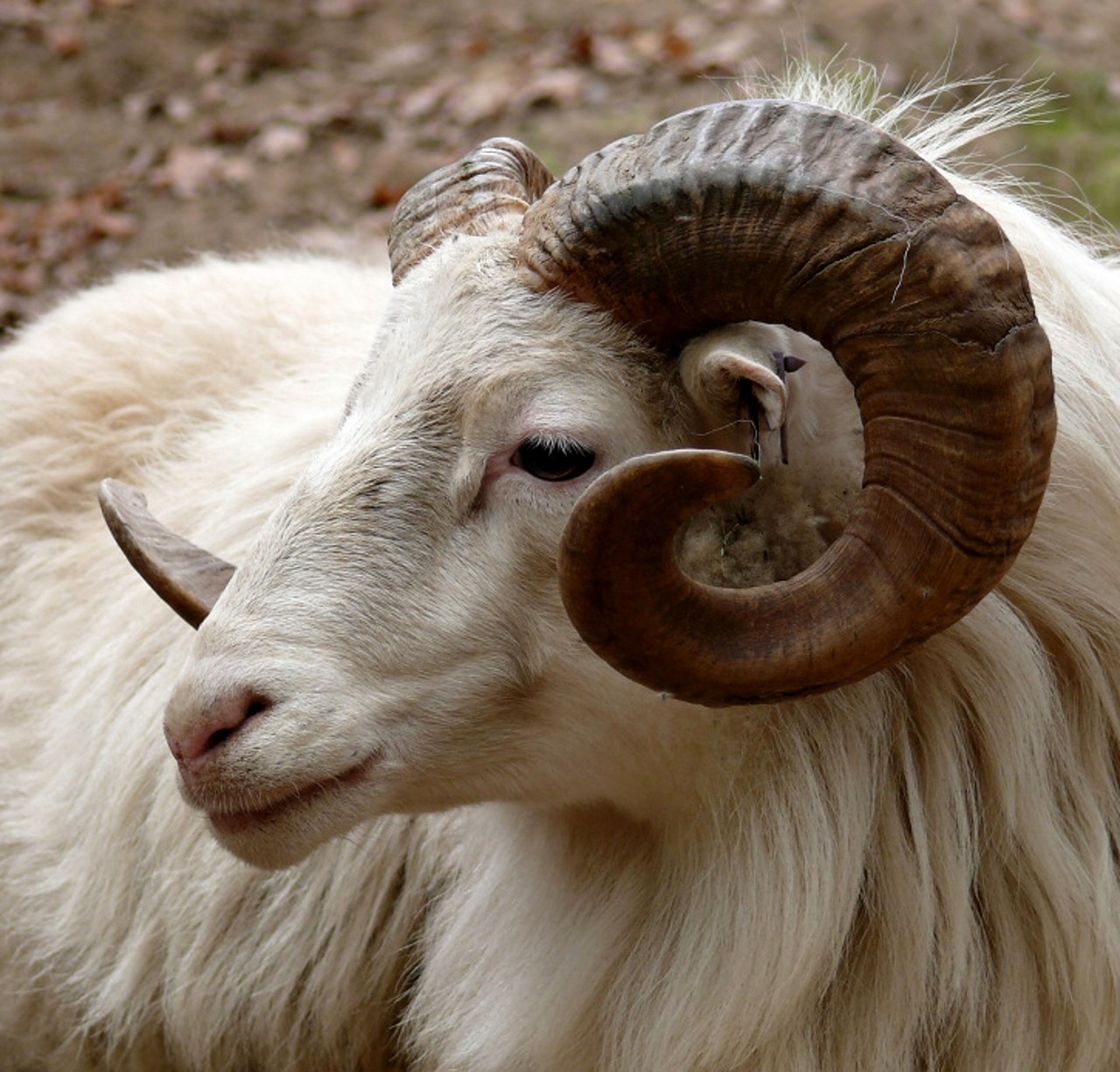 Kambing jantan