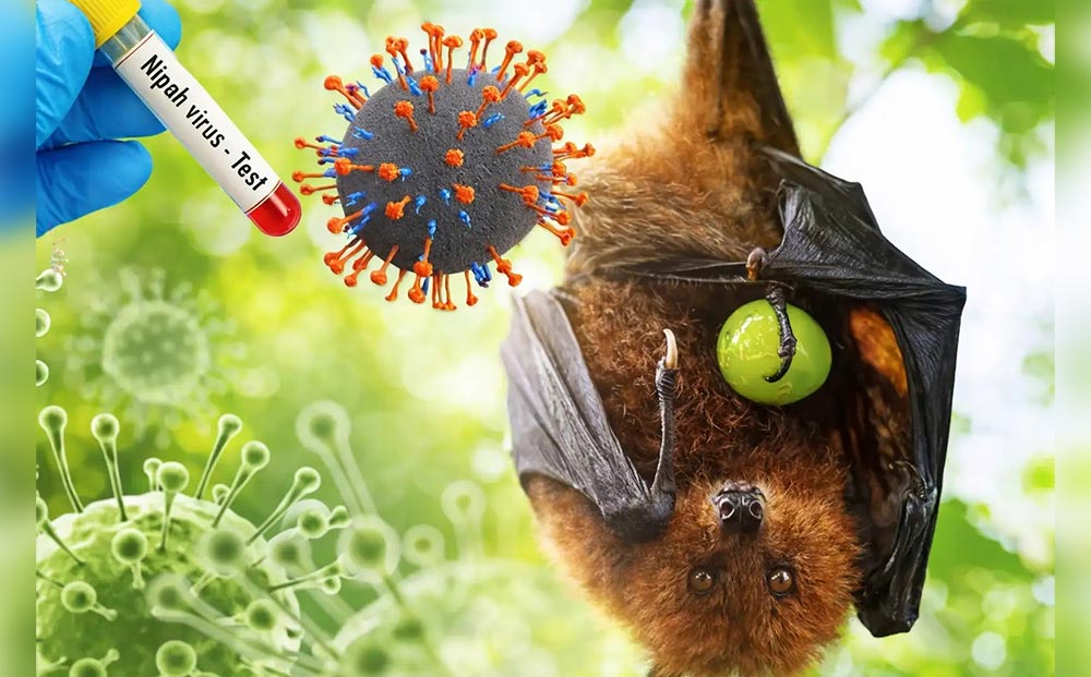 Ilustrasi Virus Nipah.