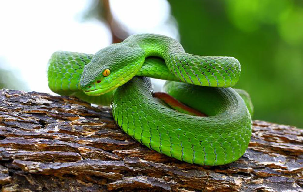 Ilustrasi ular Viper Hijau (Trimeresurus Albolabrisse).