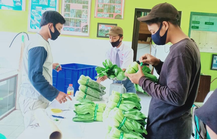 Klaster sayur, kompetensi keahlian agribisnis tanaman di SMKN 2 Batu. foto: Agus Salimullah/ BANGSAONLINE.com