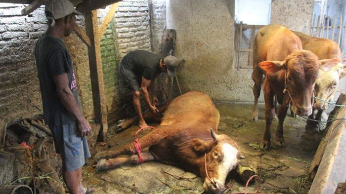 Salah satu peternak di Jember saat mengevakuasi seekor sapi.