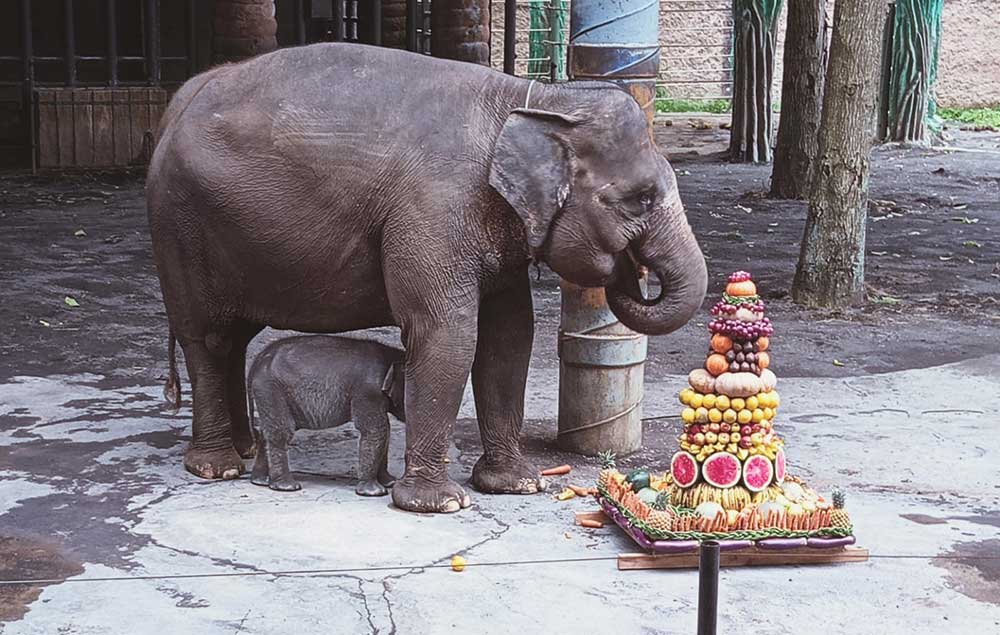 Batu Secret Zoo Tambah Koleksi Satwa Langka dengan Kehadiran 'Diah', Anak Gajah Betina