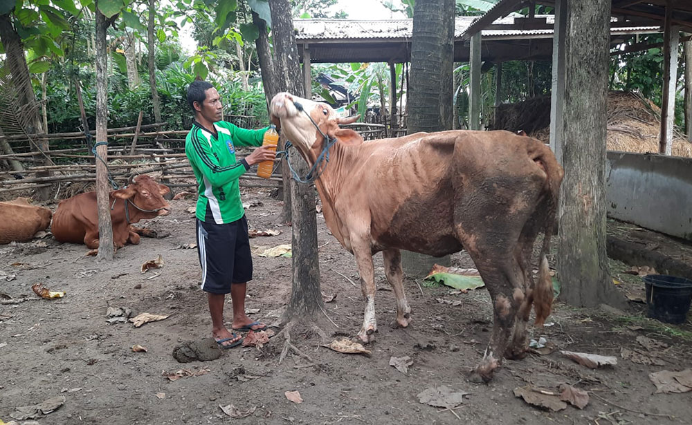Warga Blitar Ciptakan Ramuan Tradisional untuk Sembuhkan PMK Hewan Ternak