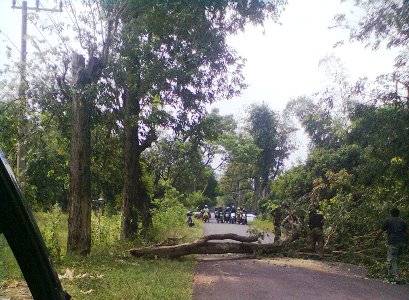 Dua Oknum PNS Diduga Tebang dan Jual Pohon Sono Keling 