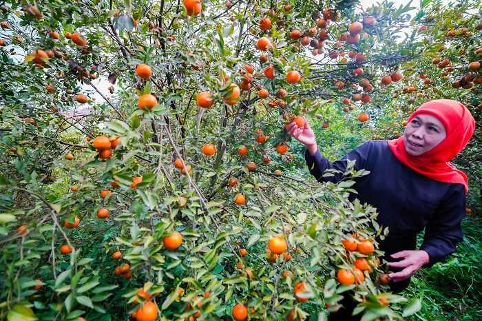 ​Khofifah Minta Masyarakat Banyak-banyak Konsumsi Buah Lokal, Berikut Alasannya