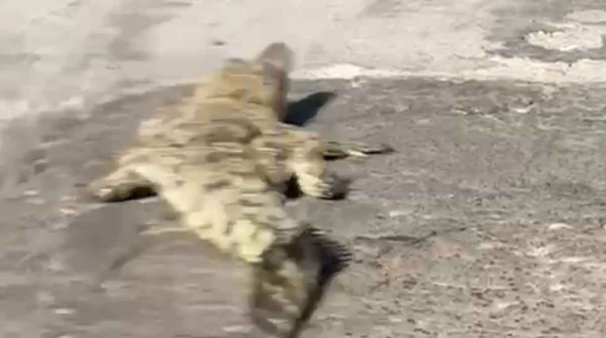 Penampakan buaya di sekitar permukiman warga dari Sungai Klowang di Jalan Pangeran Trunojoyo, Pamekasan.
