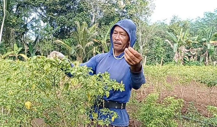 Petani cabai rawit dari Desa Pagerwojo, Kecamatan Kesamben, Kabupaten Blitar, Saiful, saat mencabuti tanamannya.