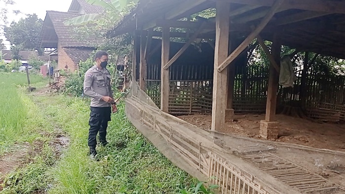Petugas Polsek Kesamben, Polres Blitar sedang melihat kondisi kandang bebek yang kosong melompong.
