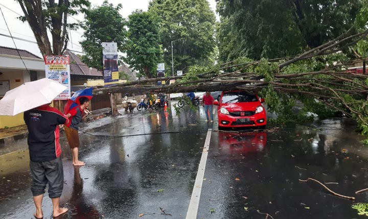 Sebuah pohon ambruk menimpa mobil Honda Brio di depan Kantor RRI Jember, Jalan Nasional III, Kecamatan Sumbersari, Jumat (13/12/2019) siang.