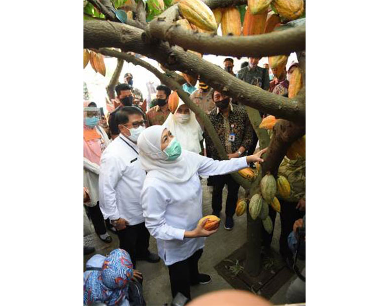 Gubernur Jawa Timur Khofifah Indar Parawansa saat mengunjungi para petani coklat di Wisata Desa Bumi Mulyo Jati Mojopahit Desa Randugenengan Kecamatan Dlanggu Kabupaten Mojokerto, Selasa (4/8) sore. foto: ist/ bangsaonline.com.