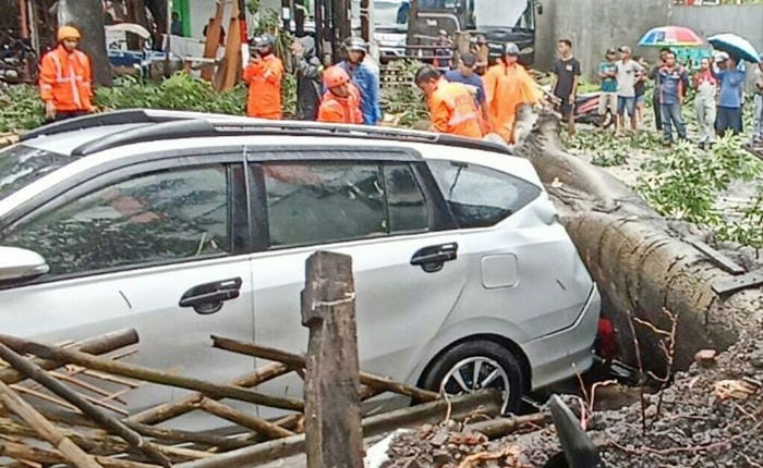 Sebuah mobil yang tertimpa pohon di Kota Malang.