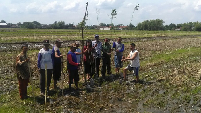 Petani JuwetKenongo,menunjukkan lokasi sawah yang ditanami pohon trembesi.