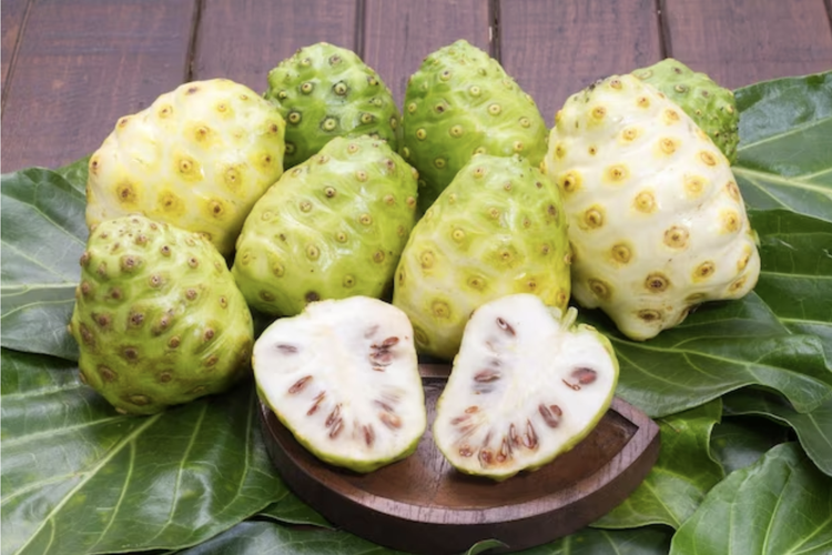 Buah Mengkudu Bisa Obati 5 Penyakit, Simak Daftarnya. Foto: Ist