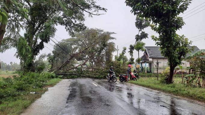 Tampak pohon tumbang itu menutup total jalan jalur Tuban-Bojonegoro, Sabtu (19/3/2022). Foto: Gus/BANGSAONLINE.com