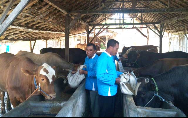 Salah satu peternak sapi binaan Semen Indonesia di Rembang. foto: SYUHUD/ BANGSAONLINE