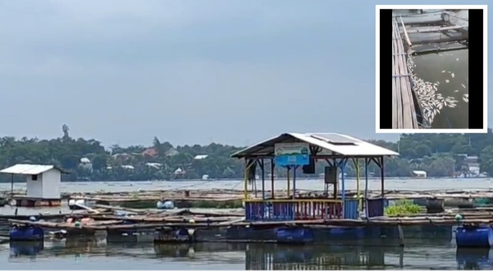 Fenomena sapon yang menerjang Ranu Grati yang menyebabkan ikan milik petambak mati mendadak
