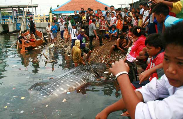 Hiu Tutul yang ditemukan jadi tontonan warga Kroman dan sekitarnya. foto: SYUHUD/ BANGSAONLINE
