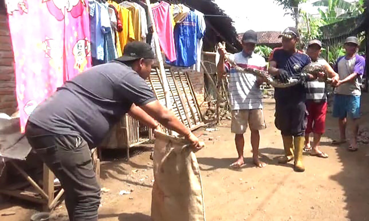 Petugas saat mengevakuasi ular sanca di Dusun Kemodo Selatan, Desa Dukuhmojo, Kecamatan Mojoagung, Jombang.