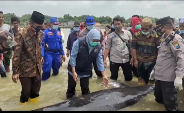 Gubernur Khofifah Lepas Tiga Ikan Paus yang Terdampar, Sekaligus Bagikan 200 Paket Sembako