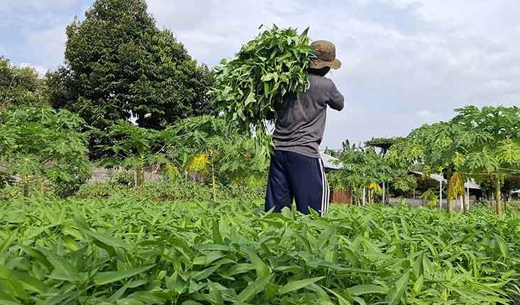 Lapas Kediri Panen 400 Kg Kangkung, Bukti Nyata Akselerasi Program Ketahanan Pangan